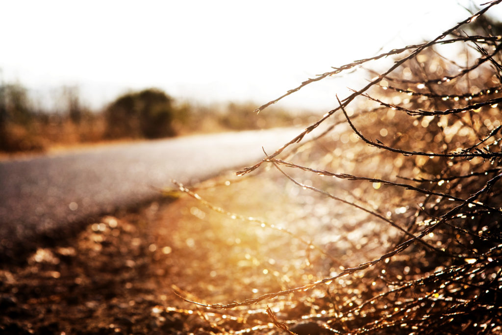 bike path in morning light with sunflare